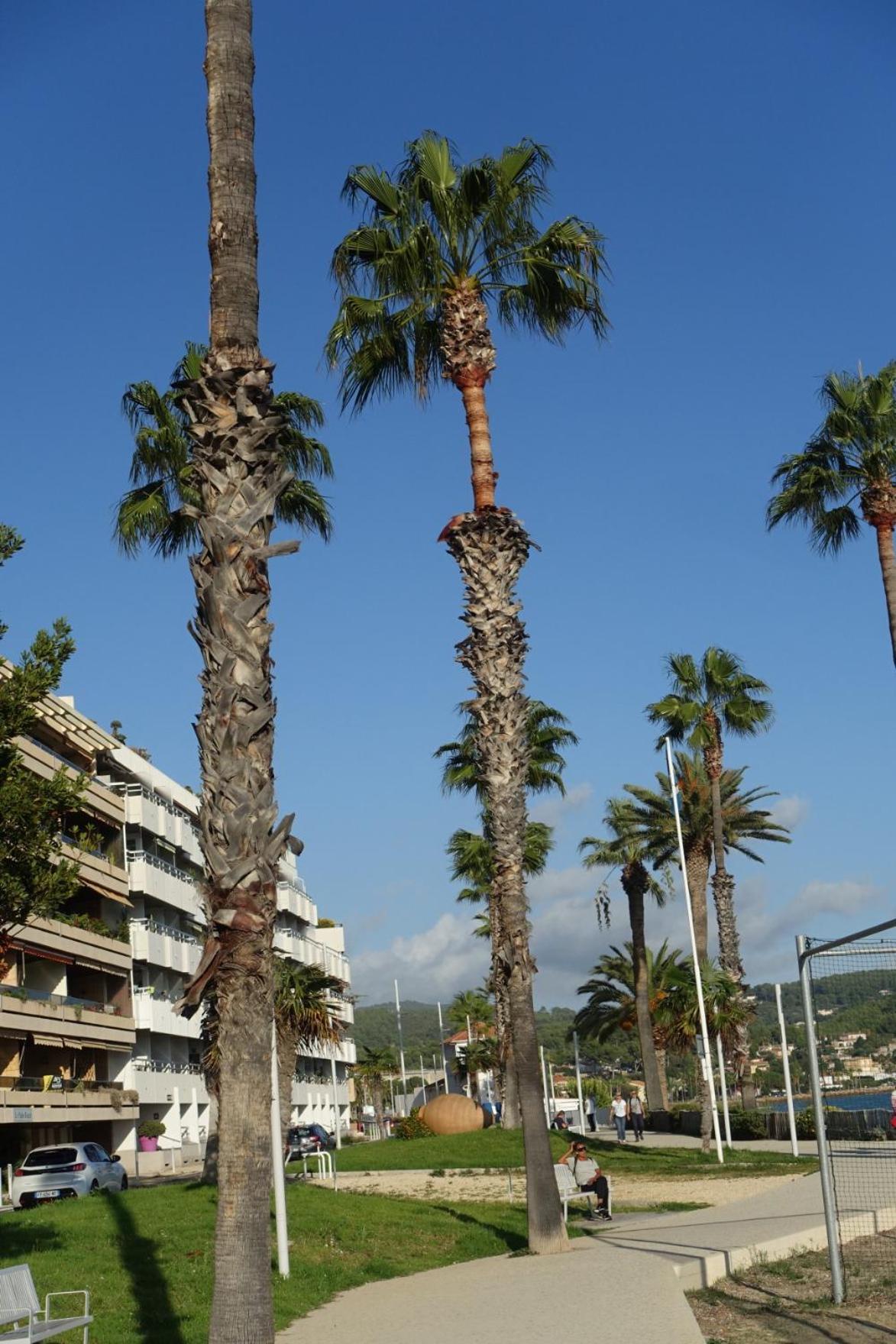 Les Jardins De Bandol, Piscine Privee, Belle Vue Mer Dış mekan fotoğraf